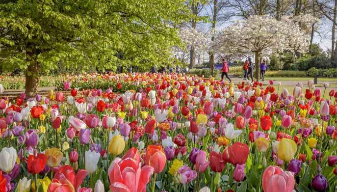 Keukenhof-2023