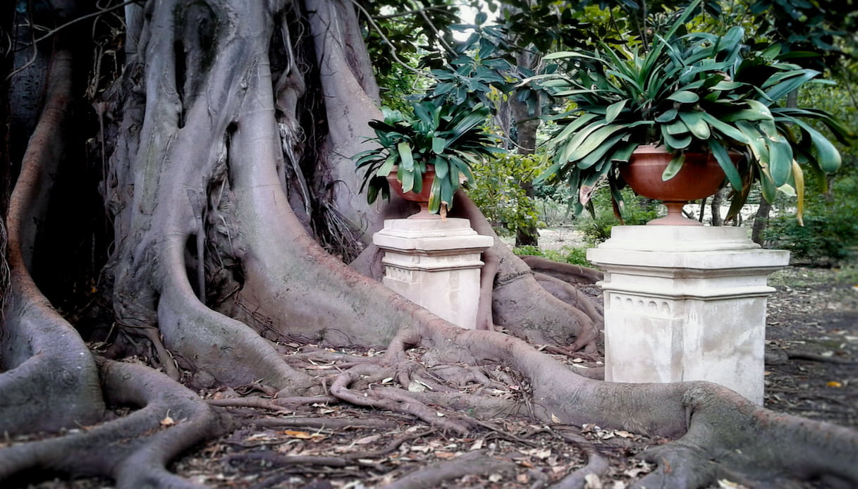 Orto Botanico di Palermo