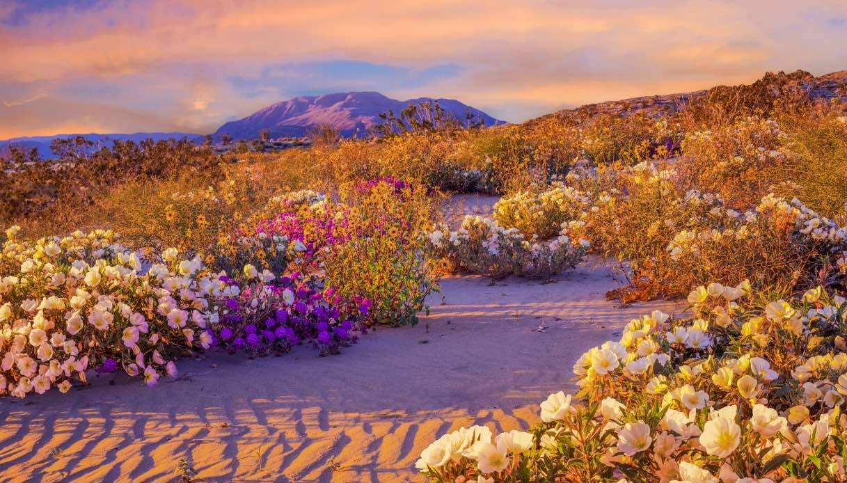 California: la fioritura nel deserto