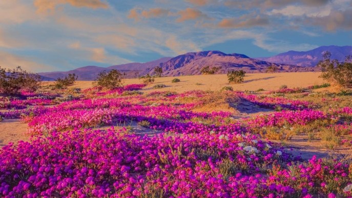 I fiori sbocciano nel deserto: il miracolo della natura è iniziato