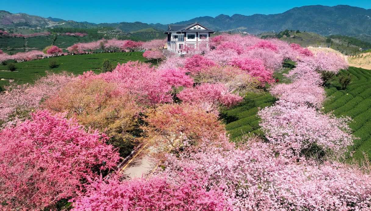 Fiori di ciliegio nel Tea Garden a Longyan