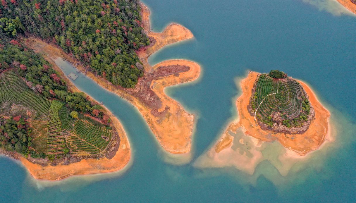 Tea Garden On Qiandao Lake