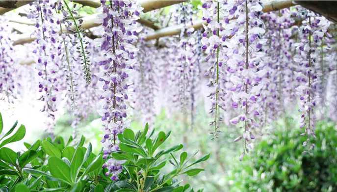 Wisteria-Burford