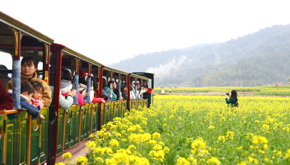 I campi di colza in fiore a Shangrao, Cina