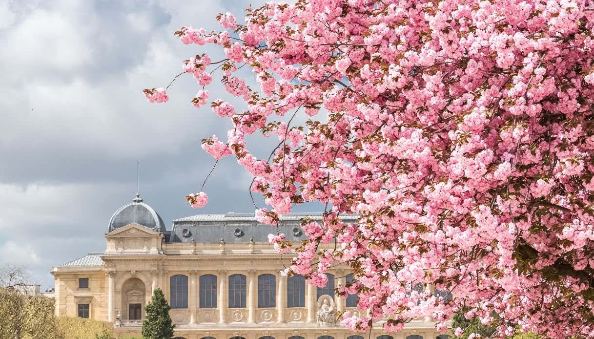 Ciliegi in fiore a Parigi