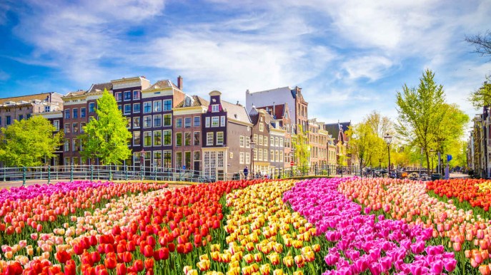 Dove vedere la fioritura dei tulipani in Olanda