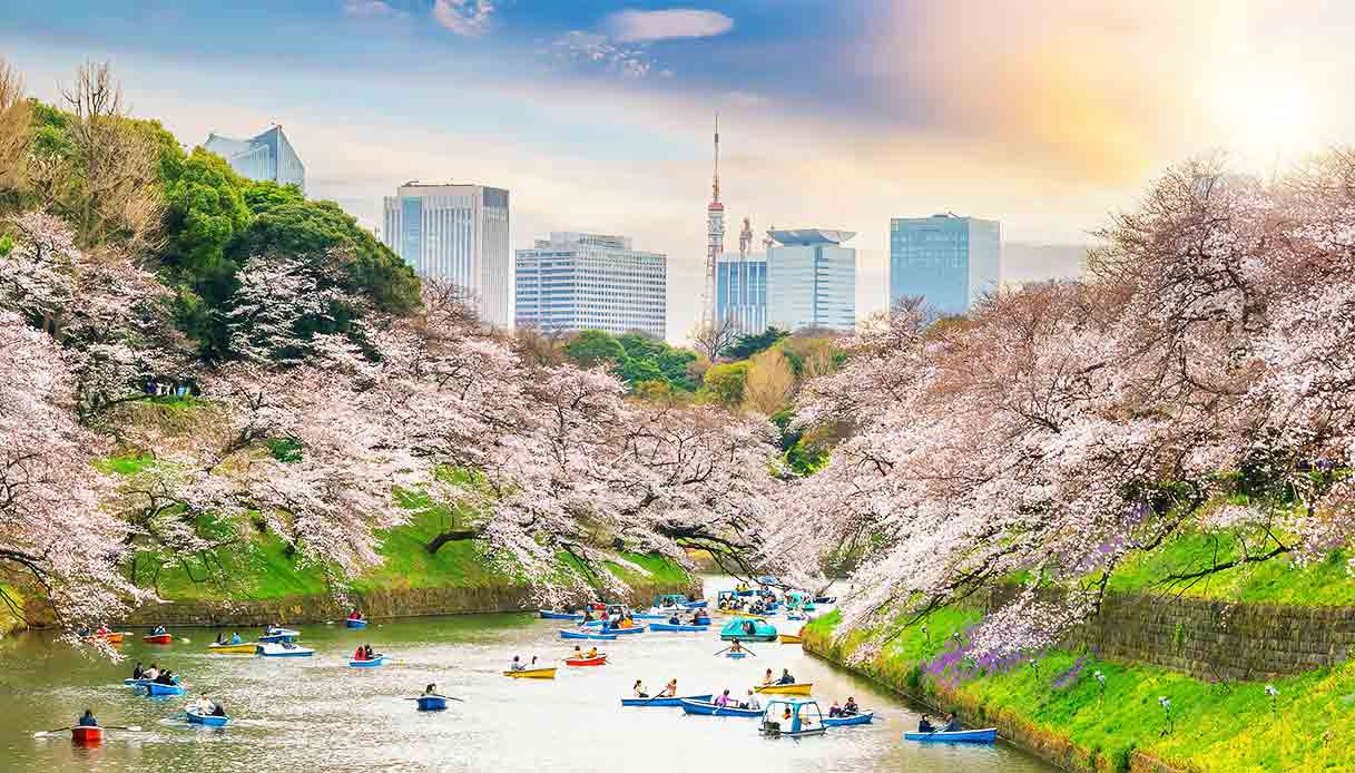 Ciliegi fioriti: dove e quando vederli a Tokyo nel 2024 / Sito ufficiale  dedicato al turismo a Tokyo GO TOKYO