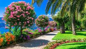 Il Lago Maggiore fiorisce di splendide camelie