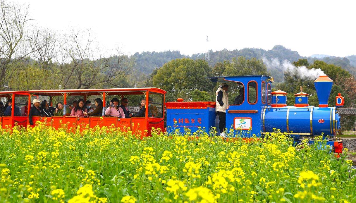 Il treno turistico che attraversa i campi gialli a I campi di colza in fiore a Shangrao, Cina