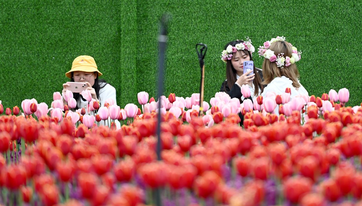 La fioritura di tulipani nel parco di Kunming, Cina