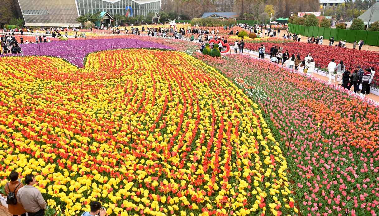Fioriscono i tulipani in Cina: sembra di stare in Olanda