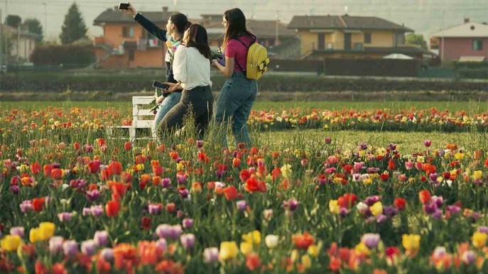 A primavera fioriscono i campi nella Capitale dei tulipani