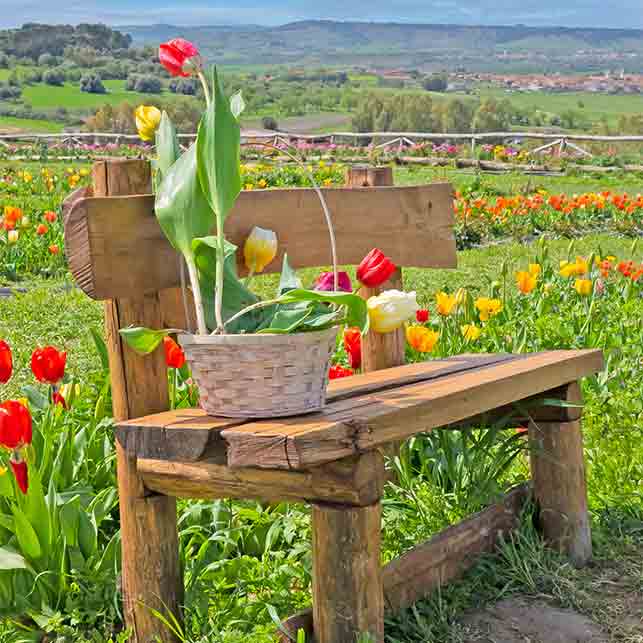 turri-giardino-tulipani