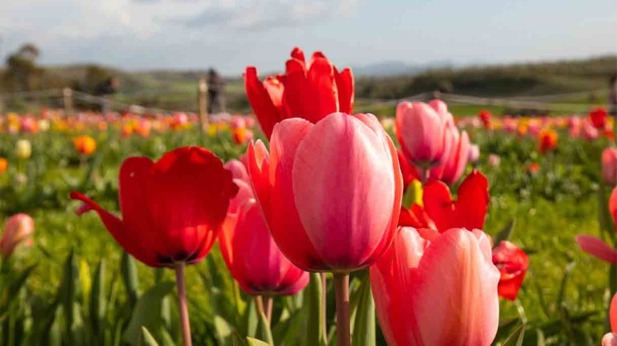 Turri, il borgo dei tulipani