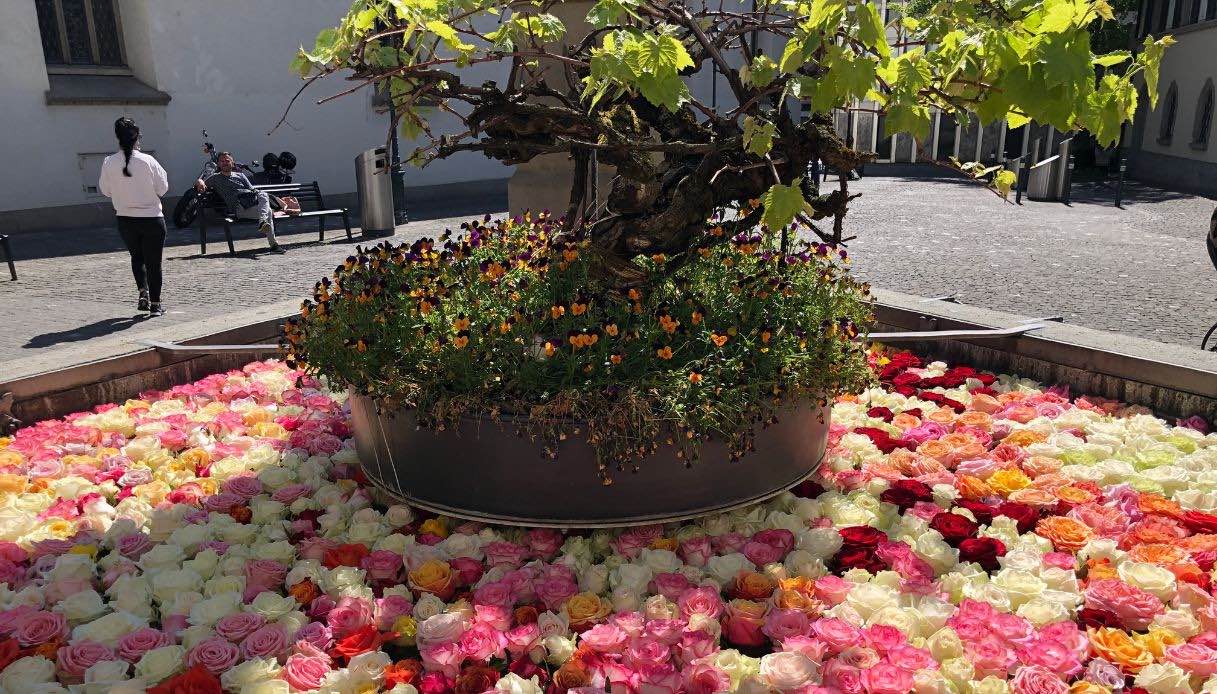 In occasione dell'arrivo della Pasqua le fontane di Zurigo sono in fiore