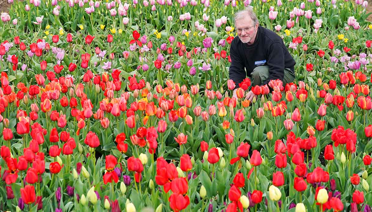 Londra, il Festival dei Tulipani all'Hampton Court Palace