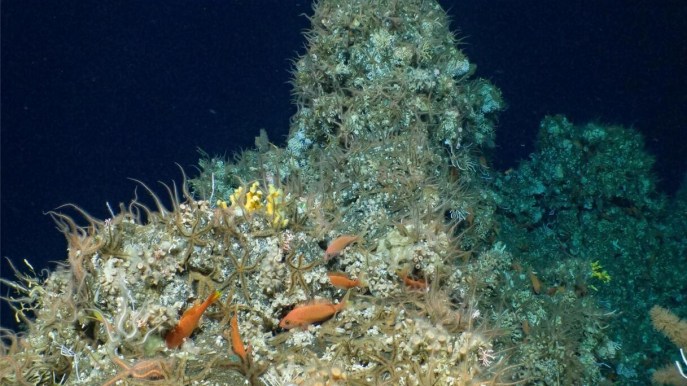 È stata scoperta una maestosa e incontaminata barriera corallina