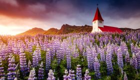 Questa fioritura sta trasformando il Paese. L’Islanda si tinge di viola