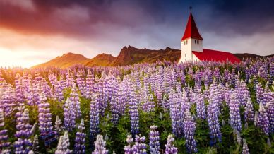 Questa fioritura sta trasformando il Paese. L’Islanda si tinge di viola