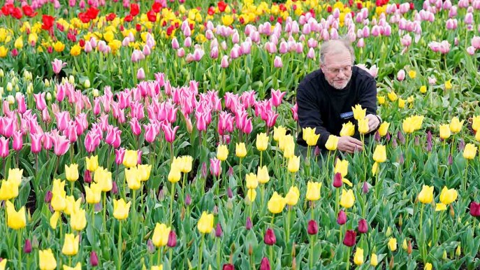 Londra come l’Olanda: il Festival dei Tulipani è un omaggio alla bellezza