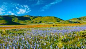 Questa fioritura sta tingendo di viola le praterie: è spettacolare