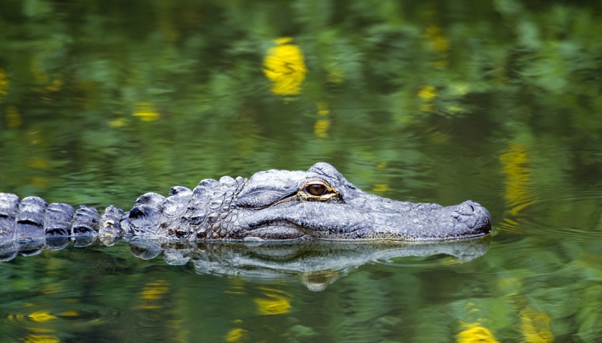 Everglades gli animali: ci sono anche coccodrilli e alligatori