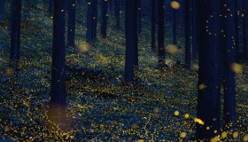 La “sfilata delle lucciole” è uno spettacolo magico che incanta