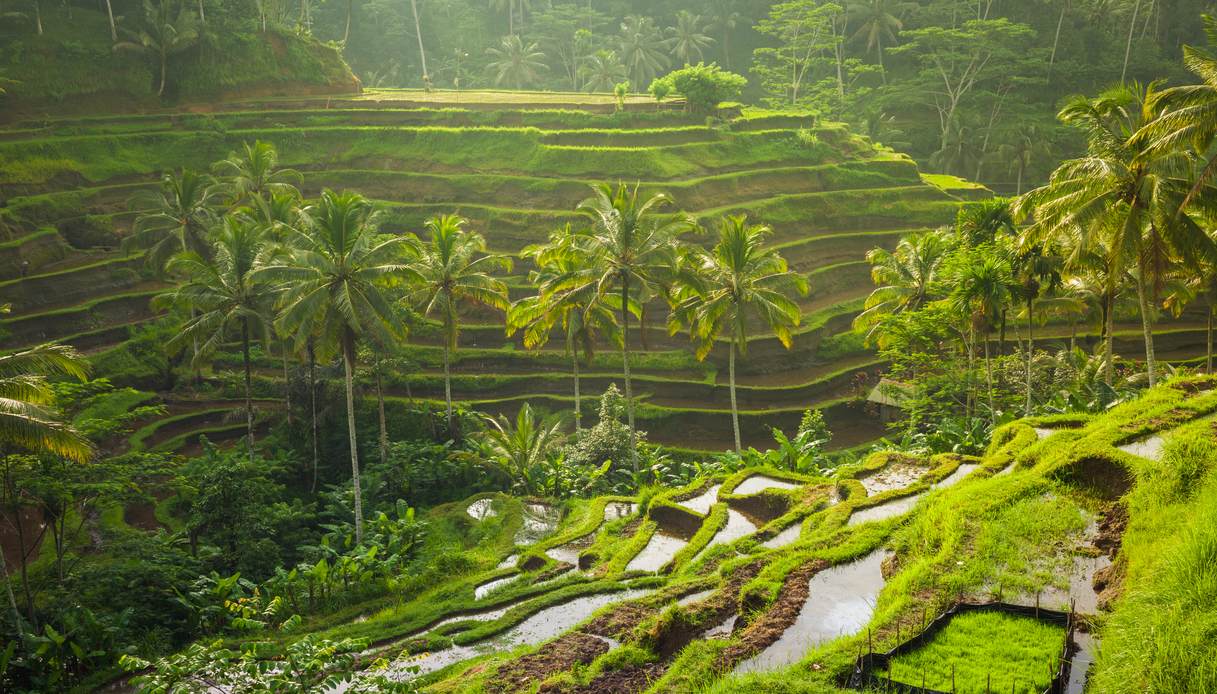 Le risaie terrazzate di Bali