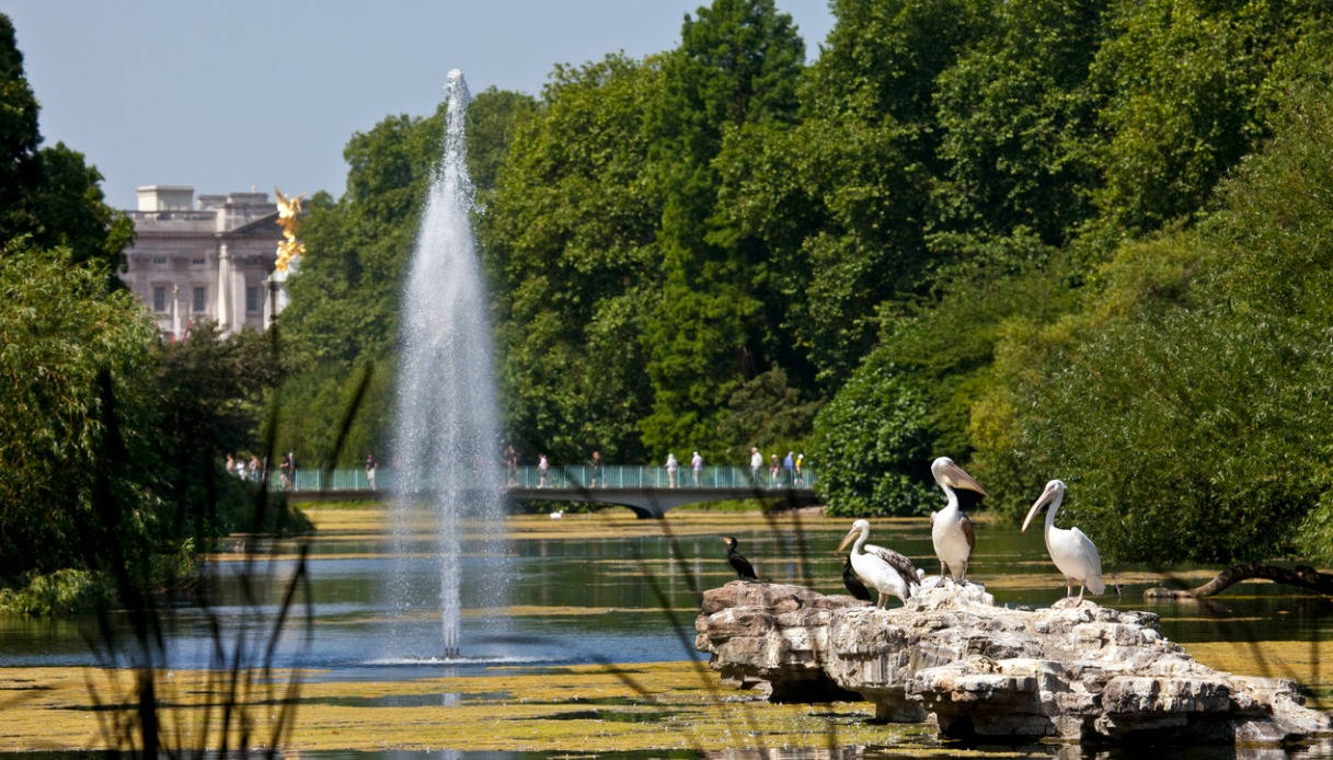 Pellicani, St. James Park