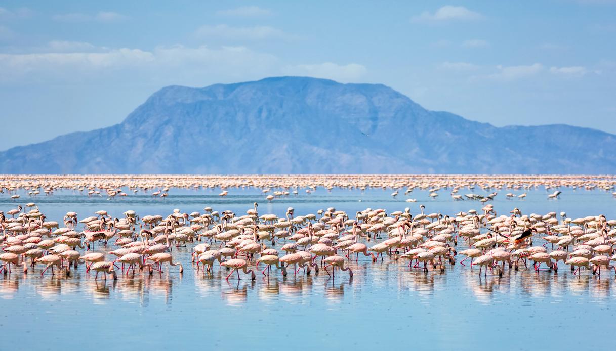 I fenicotteri al lago Natron