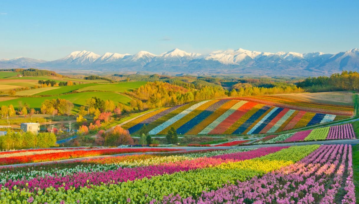 Le fioriture multicolor a Biei in Giappone