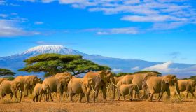 Safari e mare: come organizzare un viaggio in Kenya