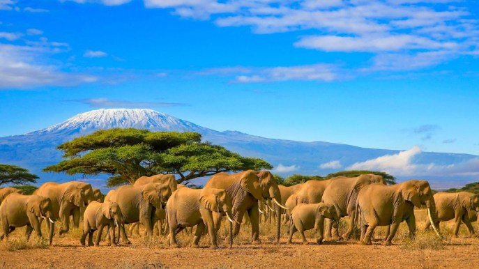 Safari e mare: come organizzare un viaggio in Kenya
