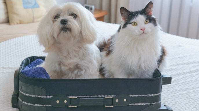 Come viaggiare sicuri con cani e gatti