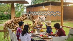Puoi cenare con le giraffe: un’esperienza magica e indimenticabile