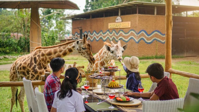Puoi cenare con le giraffe: un’esperienza magica e indimenticabile