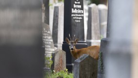 Cimitero centrale di Vienna gli animali