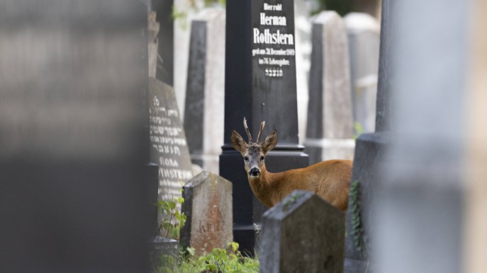 In questo cimitero monumentale puoi incontrare animali fantastici