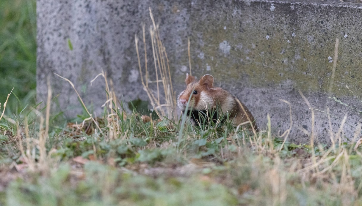 Vienna: gli animali fantastici del cimitero 