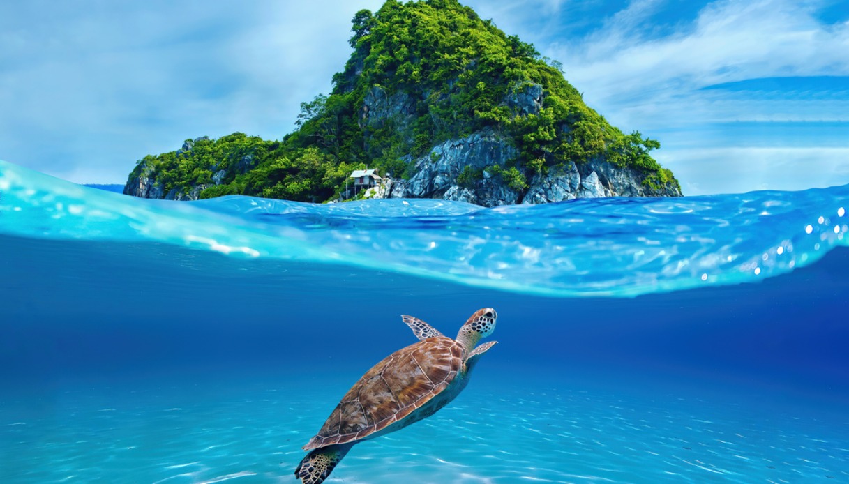 Kho Tao, isola delle tartarughe