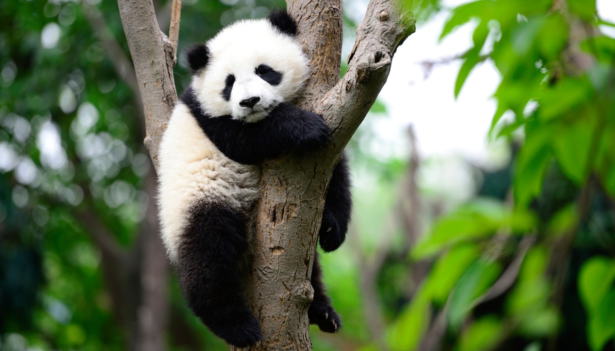 Cucciolo di Panda gigante in Cina