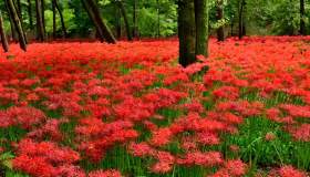 Il Paese si tinge di rosso: stanno sbocciando i fiori d’autunno