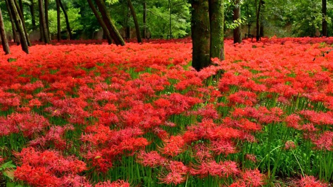 Il Paese si tinge di rosso: stanno sbocciando i fiori d’autunno