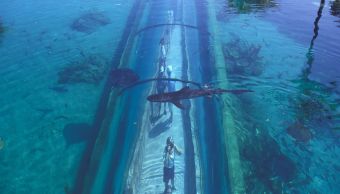 Il tunnel sottomarino che ti permette di passeggiare tra i predatori marini