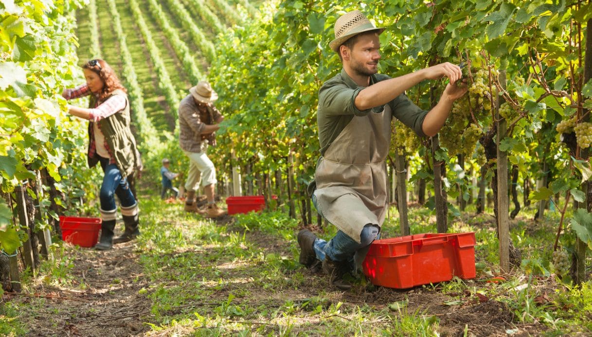 Tempo di vendemmie: tutte le esperienze da fare in vigna e in cantina