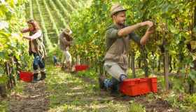Tempo di vendemmie: tutte le esperienze da fare in vigna e in cantina