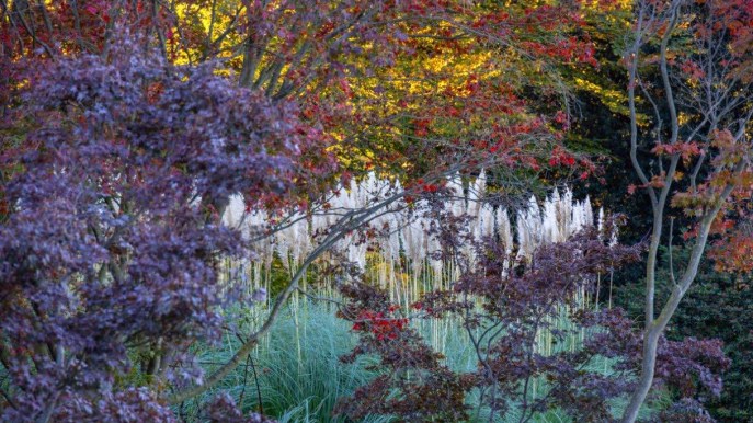 Nel giardino sul Lago d’Orta è esploso il foliage: è magia