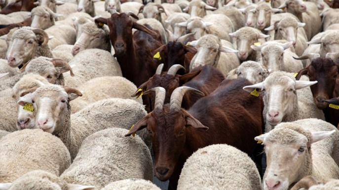 Migliaia di pecore stanno sfilando in questa città spagnola