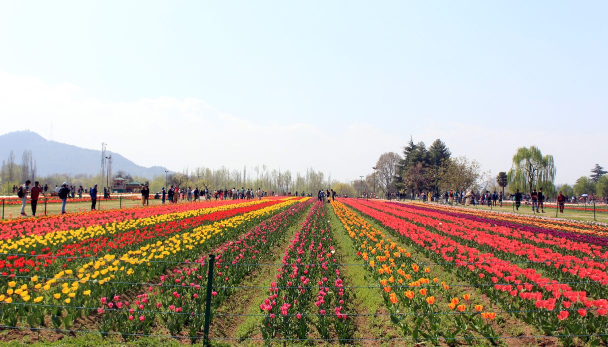 Srinagar giardino dei tulipani