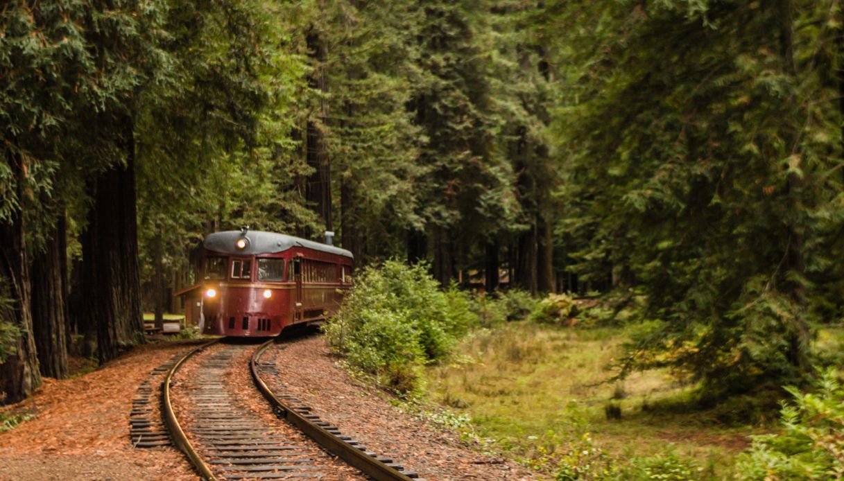 Il treno che attraversa la foresta di sequoie